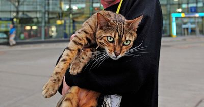 Station cat who brought happiness to thousands dies as tributes flood in