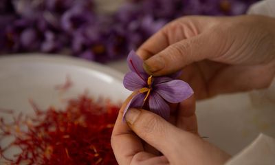 Climate crisis and neglect threaten Spain’s saffron crop