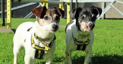 Ten adorable dogs needing homes in Merseyside