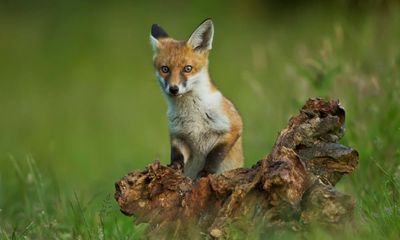 Police in England arrest six men over suspected illegal fox hunting