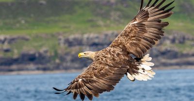 Investigation launched after white-tailed Eagle found dead in Cavan with 'illegal' poison in its system