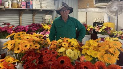Flower farmer Andrew Borthwick says growing gerberas is hard yakka and no easy retirement