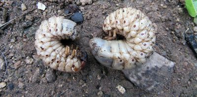 Don’t kill the curl grubs in your garden – they could be native beetle babies