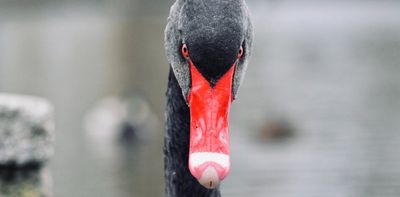 Australia's iconic black swans have a worrying immune system deficiency, new genome study finds