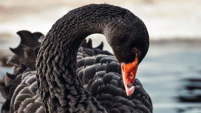 Bird flu could wipe out Australian black swans, gene study reveals