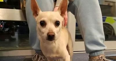 Chihuahua missing for seven years reunited with owners by police chasing suspect