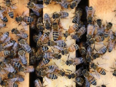 'Sweet' victory for Aussie honey producers