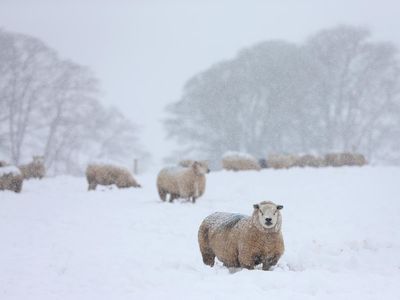 What is a polar vortex and how does the rare phenomenon occur?