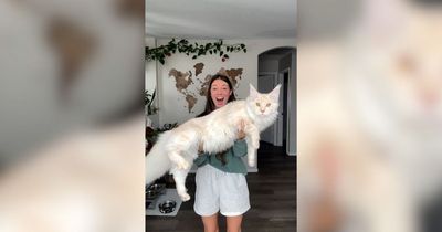 Woman's adopted cat is a metre long and is still growing