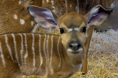 Edinburgh Zoo shares first images of antelope calf and reveals adorable name