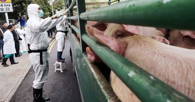 Pig kills slaughterhouse butcher after being stunned before waking up and lashing out