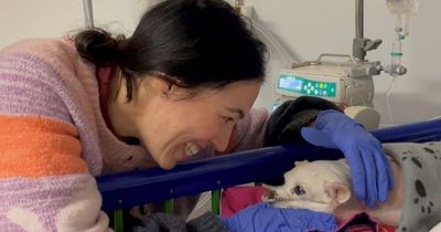 Blanche the Chihuahua goes on epic 7,000-mile life-saving journey