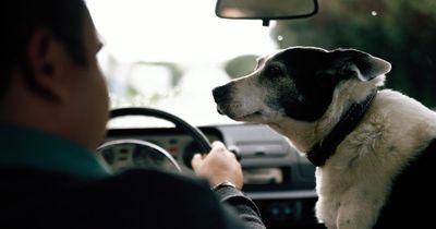 Dog owners warned of common driving mistake that can land you with £5k fine
