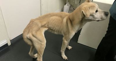 Cruel pet owner allowed dog to get so emaciated every bone in its body was visible