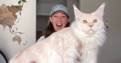 Pet cat is so huge people mistake him for a BOBCAT - and he'll get even bigger