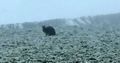 Brits stunned as wild WALLABY spotted hopping around frozen fields in northern England