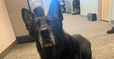 Police dog accused of stealing officer's sandwich as half-eaten lunch vanishes