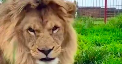 'Drunk' woman mauled by lion after climbing fence at zoo into big cat's enclosure