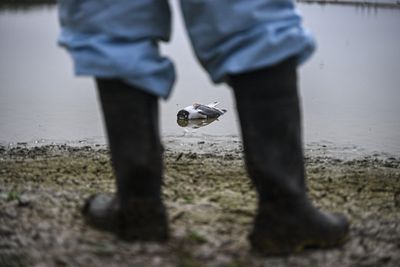 An 'unprecedented pandemic of avian flu' is wreaking havoc on the U.S. poultry industry. Humans may be at risk too, experts warn