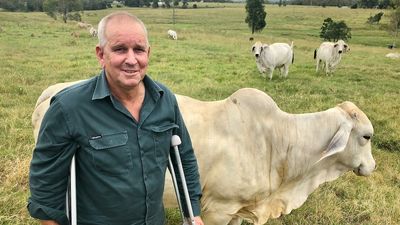 Stud cattle breeder Stuart Vollmerhausen recovering after being trampled by bulls