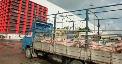 Pig wakes up in abattoir and kills butcher seconds before it was to be slaughtered