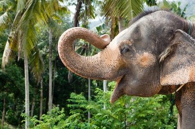 Elephants could be key to saving the planet — here’s why