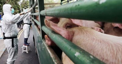 Butcher killed by pig in slaughterhouse drama