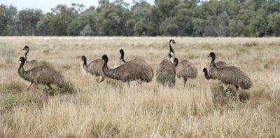 They're on our coat of arms but extinct in Tasmania. Rewilding with emus will be good for the island state's ecosystems