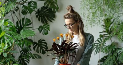 Six best houseplants that will boost your wellbeing this year