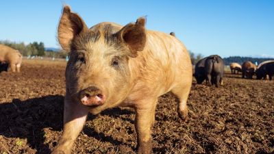 Japanese encephalitis vaccine for pigs 'months away' from rollout, researchers say