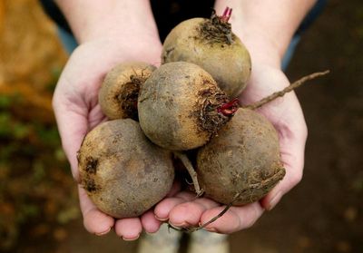 Juice of common vegetable may increase power during exercise, study suggests