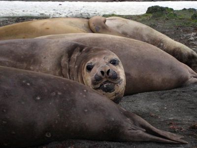 Animal onlookers seal fate of beach access