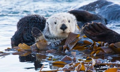 Cute, furry and key to the ecosystem: can sea otters save the US west coast?