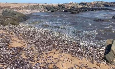 Thousands of dead carp wash up on South Australia’s beaches