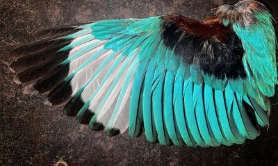 Plucky idea: the feather library providing a visual A to Z of India’s birds