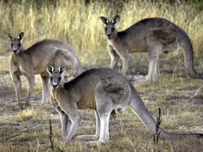 Oregon lawmaker introduces a bill that would ban the sale of kangaroo parts