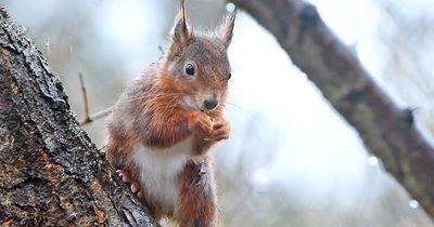 Urgent health warning issued over Merseyside's squirrels