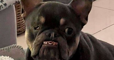 French bulldog with 'face only mum could love' shortlisted for UK's ugliest dog award