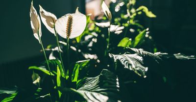 Common household plant could tackle mould and dust in your home, according to NASA
