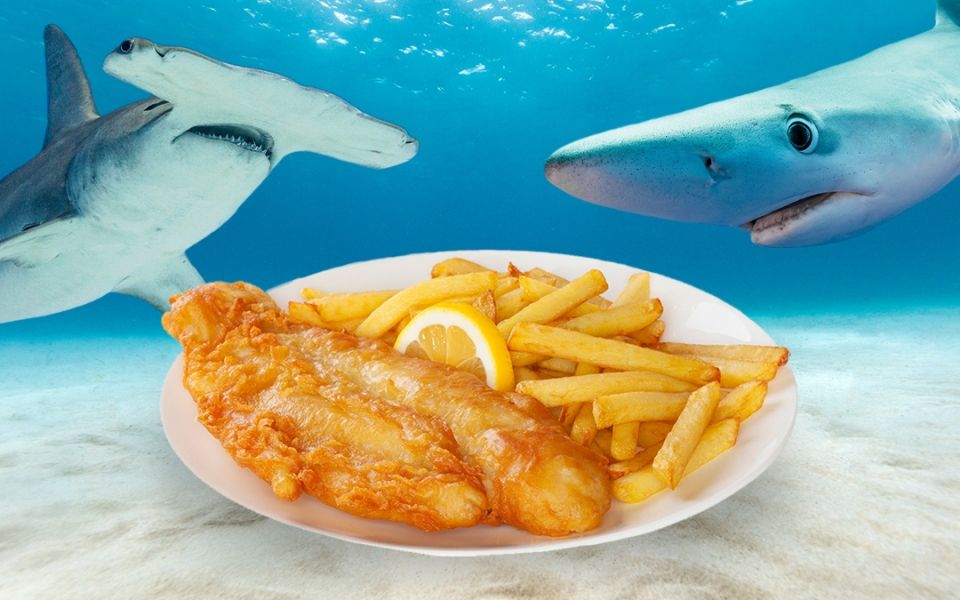 Endangered shark fillets found in fish ‘n’ chip fryers