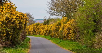 Plans proposed for Belfast City Council to takeover management of Comber Greenway