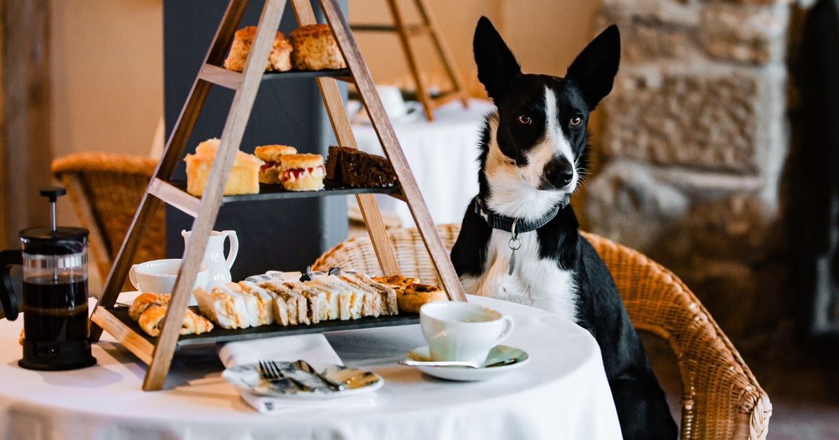 northumberland-farm-to-host-doggy-tea-party-to