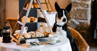 Northumberland farm to host doggy tea party to celebrate beloved farm dog's birthday
