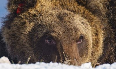 Italian bear famous for bakery break-in dies after being hit by car