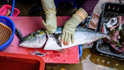 Eating Portion Of Fresh Fish Could Contain Harmful Toxic Chemicals