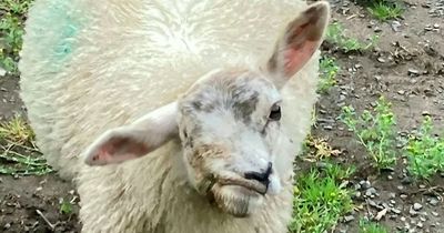 Police hunt launched after 'Britain's ugliest sheep' is stolen from field