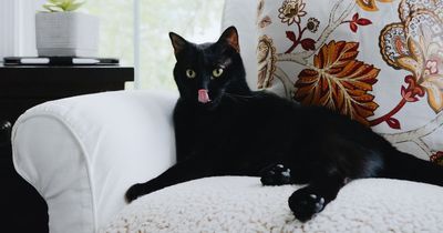 'My neighbour demands I change my cat's name - she says it's offensive'