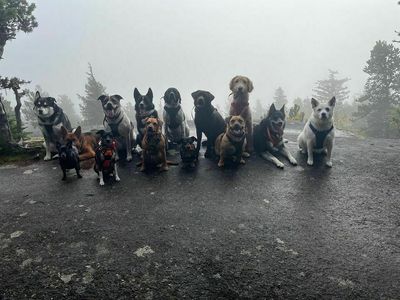 How an Alaskan 'puppy bus' went viral on TikTok