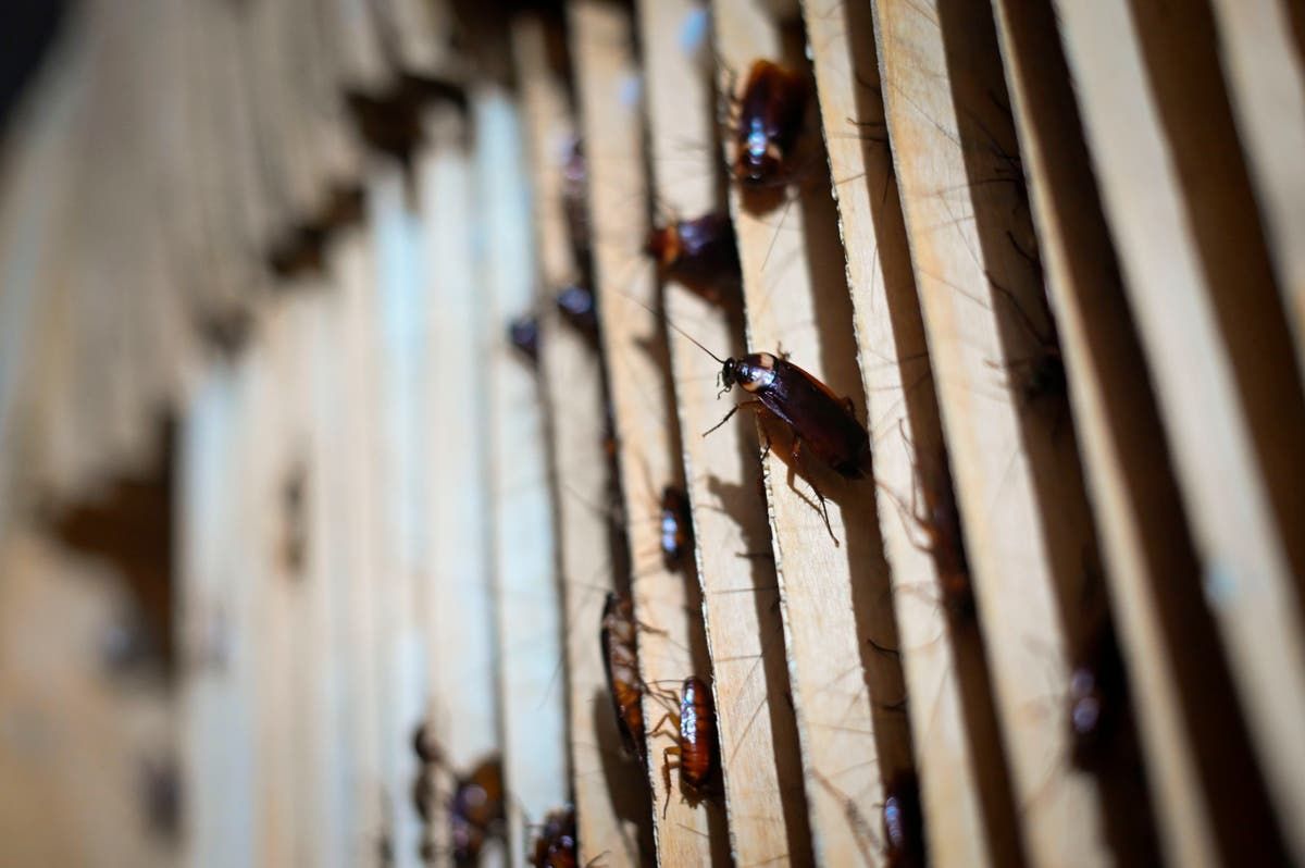 Chef ‘cockroach Bombed Kitchen In Act Of Revenge