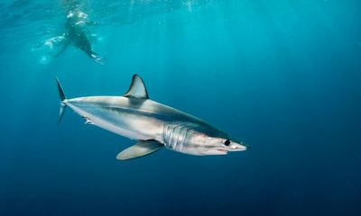 Endangered shark sold as flake in South Australia fish and chip shops, study finds